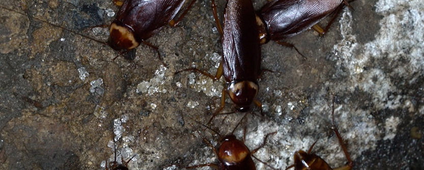 Cockroaches-content