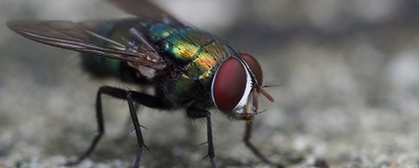 Flies-content