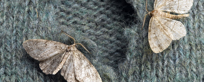 Moths-content