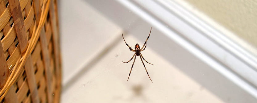Spiders-content spider control