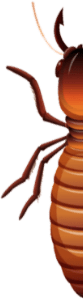 termites-right-01
